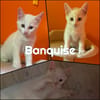 BANQUISE