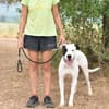 LEON