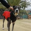 DIEGO