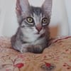 Gizmo