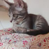 Gizmo