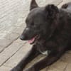 Raven - unkomplizierter Seniorenhund