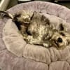 LORENZO - er sucht Paten