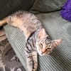 Schmusekater Tigar sucht passende Dosenöffner