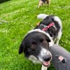 Border Collie Muki sucht seine Familie
