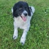 Border Collie Muki sucht seine Familie