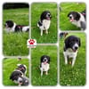 Border Collie Muki sucht seine Familie