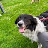 Border Collie Muki sucht seine Familie