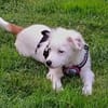 🐾 Herzensbrecher Pauli💙 sucht seine Familie