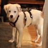 🐾 Herzensbrecher Pauli💙 sucht seine Familie