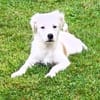 🐾 Herzensbrecher Pauli💙 sucht seine Familie