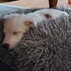 🐾 Herzensbrecher Pauli💙 sucht seine Familie