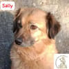 Sally  leiser Anfang von etwas Schönem