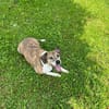 Freundlicher Tito sucht seine Familie!