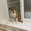 Freundlicher Tito sucht seine Familie!