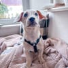 Fritzi ist ein verschmuster Zwerg