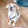 Fritzi ist ein verschmuster Zwerg