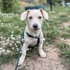 Fritzi ist ein verschmuster Zwerg