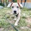 Fritzi ist ein verschmuster Zwerg