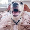 Fritzi ist ein verschmuster Zwerg