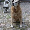 Dauerhafte Pflegestelle/Lebensplatz für BUNI gesucht!