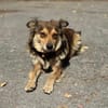 Nadija sucht ihr Für-immer-Zuhause