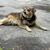 Nadija sucht ihr Für-immer-Zuhause