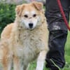 Bailey - hübscher, aufgeweckter Rüde