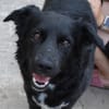 Aluna, geb. ca. 03/2025, 67814 Dannenfel