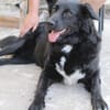Aluna, geb. ca. 03/2025, 67814 Dannenfel