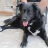 Aluna, geb. ca. 03/2025, 67814 Dannenfel