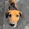 Bolle - Lustiger Dackel-Mix sucht