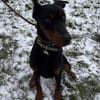 Enzo - kein einfacher Dobermann