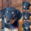 Aufgeweckte süße Nellie