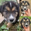 Maisie auf Familiensuche