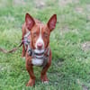 Rosendo - Podenco Maneto sucht seine Menschen