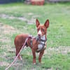 Rosendo - Podenco Maneto sucht seine Menschen
