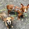 Rosendo - Podenco Maneto sucht seine Menschen
