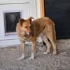 Schmusebär Tobi sucht eine liebe Familie