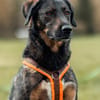 Scooby - Neustart gewünscht!