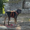 Scooby - Neustart gewünscht!