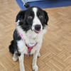 Hazel sucht ihre Familie für immer