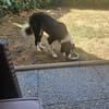 Hazel sucht ihre Familie für immer