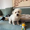 Bob, super freundlicher Bichon-Frisé Mischling