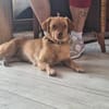 NALA sucht ihr Zuhause