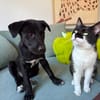 Velma, süßer Welpe sucht neues Zuhause
