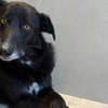 Zuhause gesucht für Nistru
