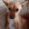 Chispi wurde einfach aussortiert.....
