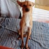 Chispi wurde einfach aussortiert.....