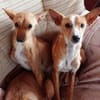 Chispi wurde einfach aussortiert.....